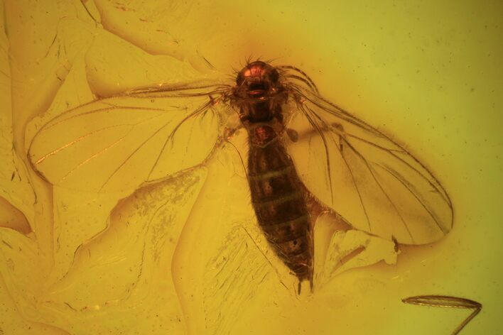 Detailed Fossil Fly (Diptera) In Baltic Amber #93822